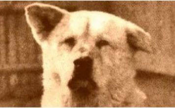 HISTORIAS DE LA HISTORIA: Hachiko Créditos a su autor. El propietario de esta imagen es el titular de sus derechos.
