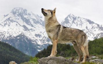 CUENTOS DE MEDIANOCHE: La loba Créditos a su autor. El propietario de esta imagen es el titular de sus derechos.