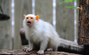 CUENTOS DE MEDIANOCHE: El mono blanco Créditos a su autor. El propietario de esta imagen es el titular de sus derechos.