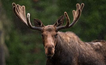 CUENTOS DE MEDIANOCHE: Alce Créditos a su autor. El propietario de esta imagen es el titular de sus derechos.
